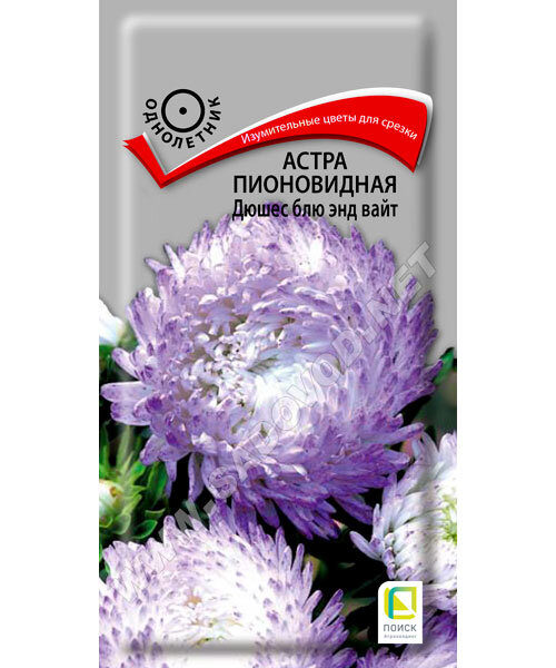 Астра пионовидная Дюшес Блю энд Вайт семена