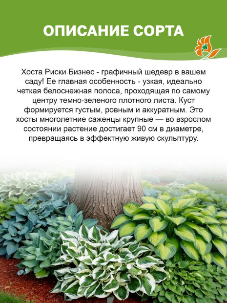 Хоста Риски Бизнес
