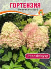 Гортензия Роял Флауэр (метельчатая) Гортензия Роял Флауэр (метельчатая)