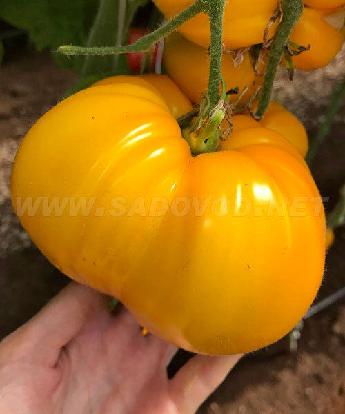 Томат Алтайский Мёд семена 