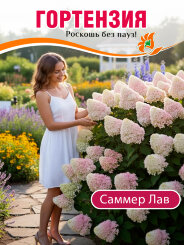 Гортензия Саммер Лав Гортензия Саммер Лав