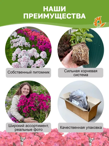 Флокс Гжель