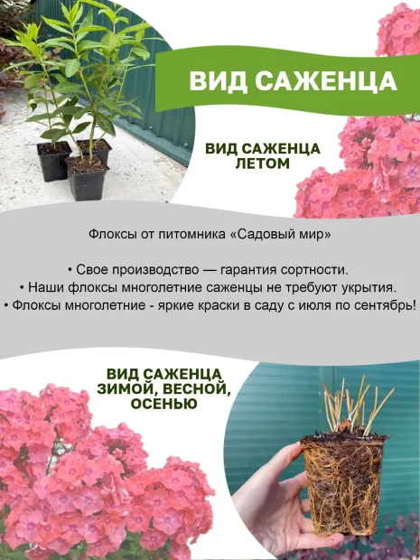 Флокс Гжель