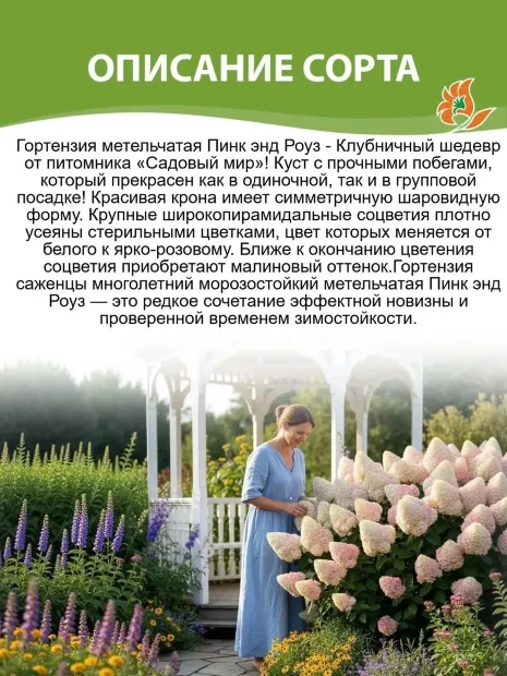 Гортензия Пинк энд Роуз (метельчатая) саженцы 