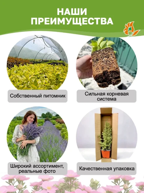 Лапчатка Пинк Квин (кустарниковая) саженцы 