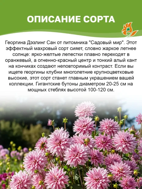 Георгин Дэззлинг Сан (крупноцветковый)