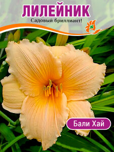 Лилейник Бали Хай Лилейник Бали Хай