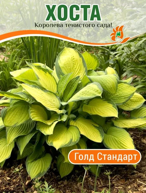 Хоста Голд Стандарт