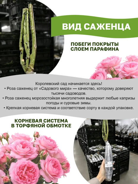 Роза Вильям Шекспир 