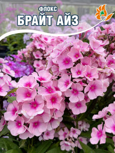 Флокс Брайт Айс Флокс Брайт Айс