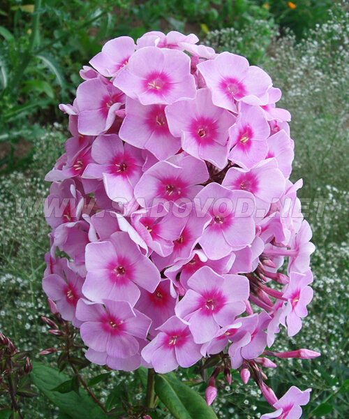Флокс Брайт Айс