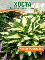 Хоста Колор Фестиваль