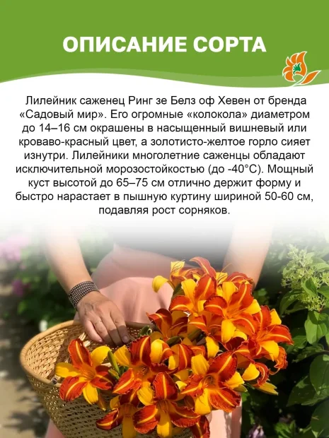 Лилейник Ринг Зе Белз оф Хевен