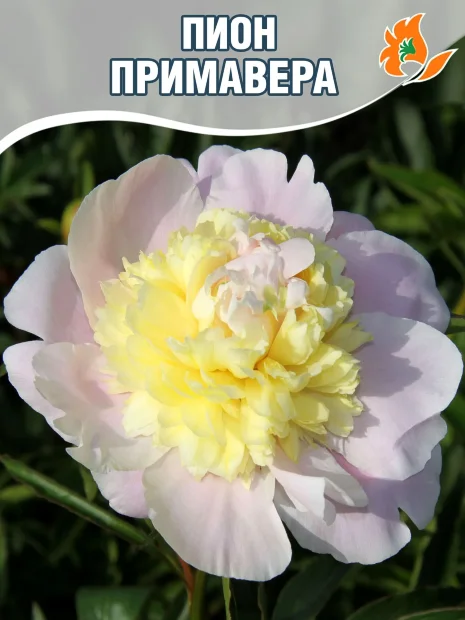 Пион Примавере (травянистый)