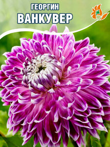 Георгин Ванкувер (декоративный) Георгин Ванкувер (декоративный)
