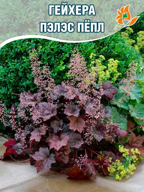 Гейхера Пэлэс Пёпл (мелкоцветковая) 