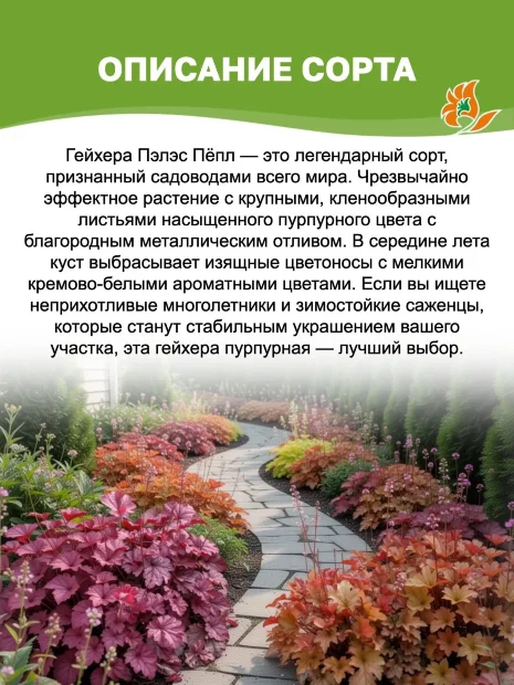 Гейхера Пэлэс Пёпл (мелкоцветковая) 