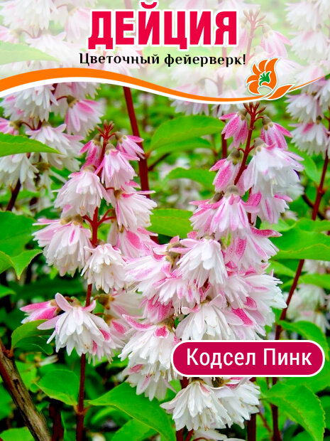 Дейция Кодсэл Пинк (шершавая) саженцы 