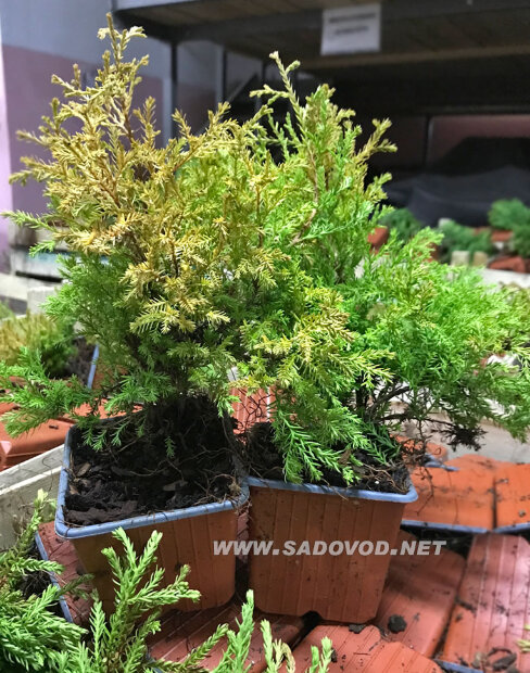 Туя Рейнголд (западная)