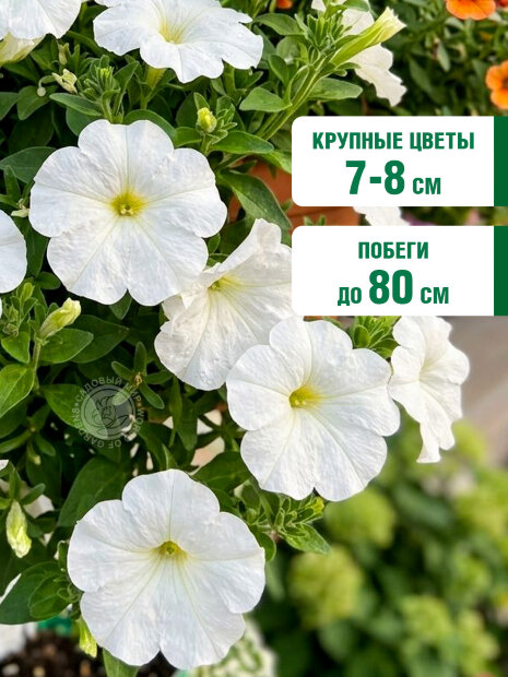 Петуния ампельная Лавина Белая семена