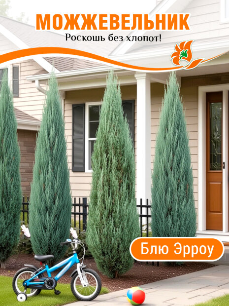 Можжевельник Блю Эрроу (скальный)