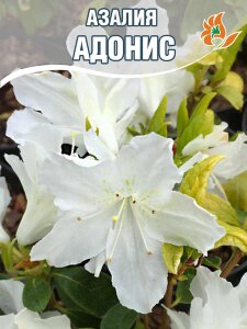 Азалия Адонис (японская) 