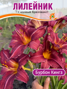 Лилейник Бурбон Кингз