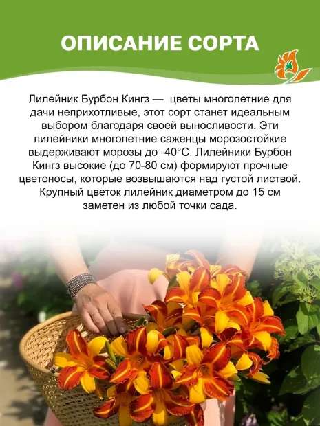 Лилейник Бурбон Кингз