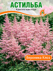 Астильба Вероника Клоз Астильба Вероника Клоз