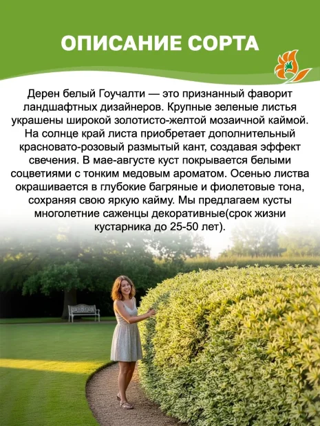 Дерен Гоучалти (белый) саженцы 