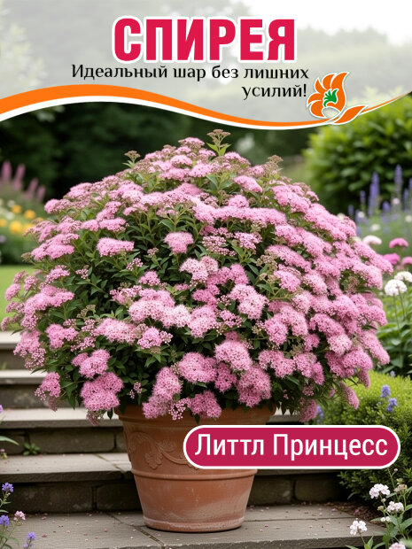 Спирея Литтл Принцесс (японская) саженцы 