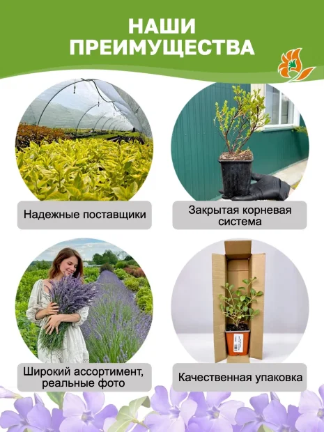 Барвинок Ла Грейв (малый) саженцы 