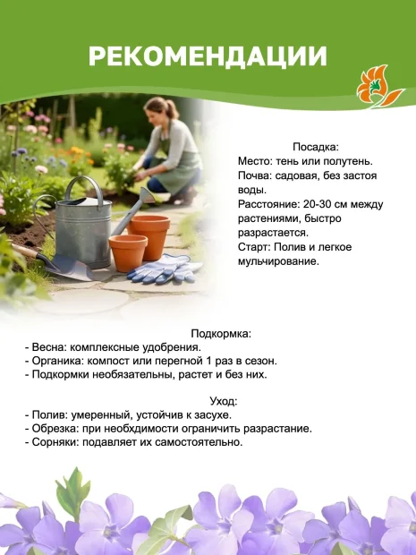 Барвинок Ла Грейв (малый) саженцы 