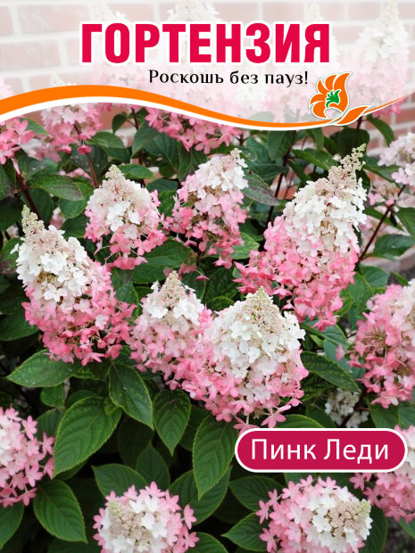 Гортензия Пинк Леди (метельчатая)  саженцы 