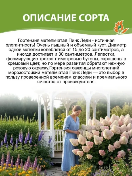 Гортензия Пинк Леди (метельчатая)  саженцы 