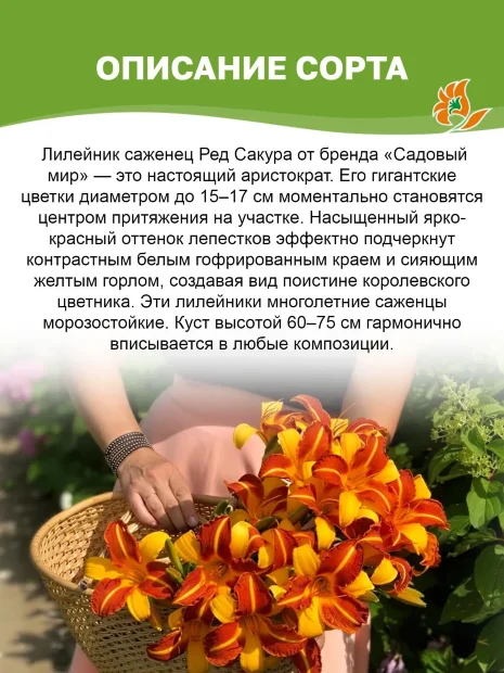 Лилейник Ред Сакура