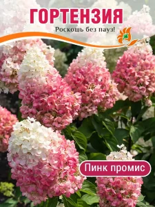 Гортензия Пинк Промис (метельчатая) Гортензия Пинк Промис (метельчатая)