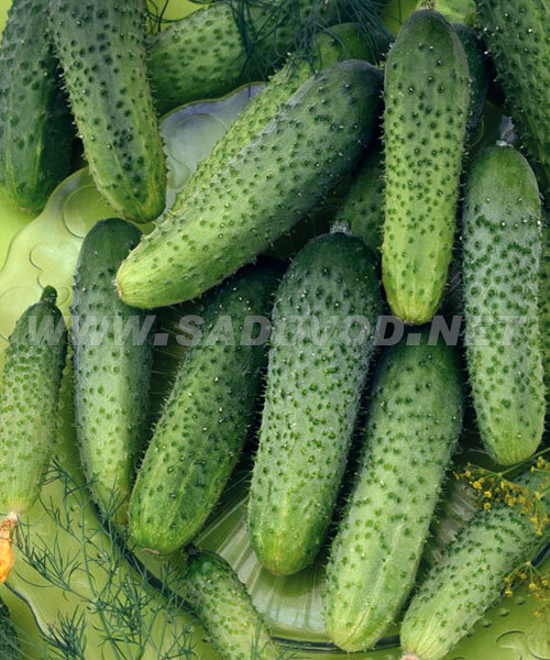 Огурец Новатор F1 семена 
