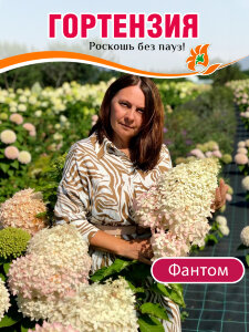 Гортензия Фантом (метельчатая) Гортензия Фантом (метельчатая)