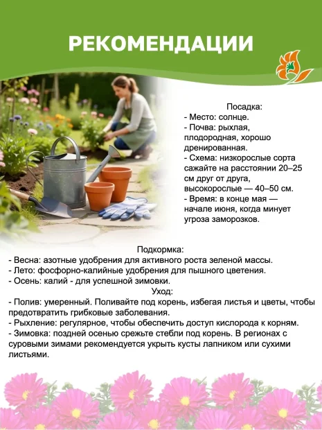 Астра Ред (новобельгийская)  