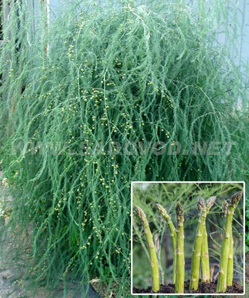 Аспарагус Бэклим (Спаржа)