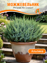 Можжевельник Альпина