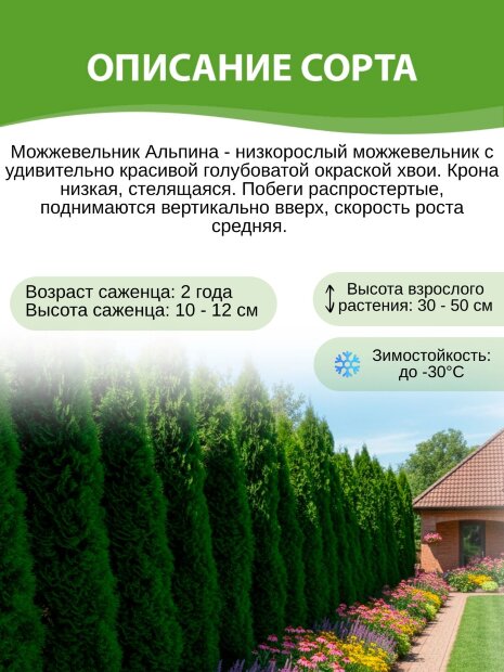 Можжевельник Альпина (горизонтальный)