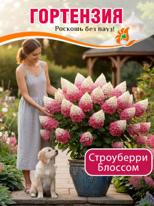 Гортензия Строуберри Блоссом (метельчатая) Гортензия Строуберри Блоссом (метельчатая)