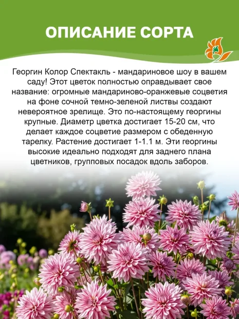 Георгин Колор Спектакль (кактусовидный)