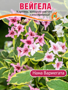 Вейгела Нана Вариегата Вейгела Нана Вариегата