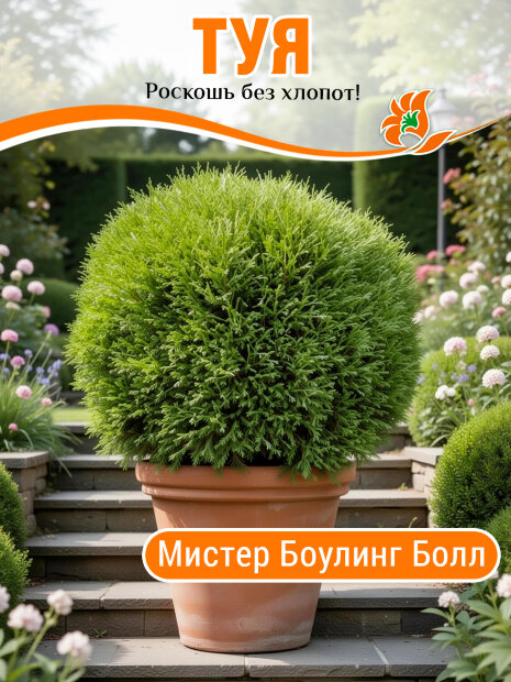 Туя Мистер Боулинг Болл (западная)