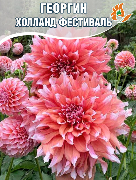 Георгин Холланд Фестиваль (крупноцветковый)