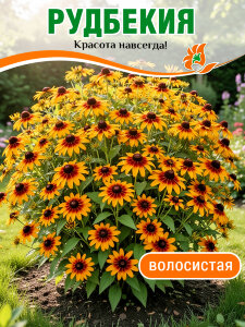 Рудбекия волосистая Рудбекия волосистая