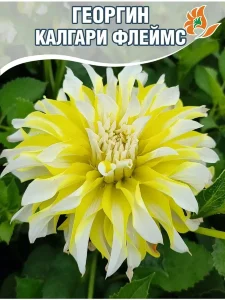 Георгин Калгари Флеймс (декоративный)